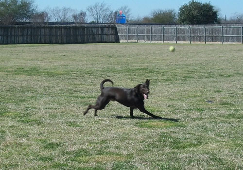 animal care center and pet resort